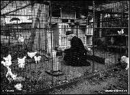 Jind�ich �treit - N�klo