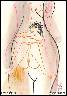 Z d�venky �ena