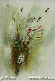 Vlasta Tvrda - Flower-piece
