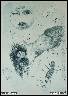 STO B�L�CH MRAVENC�