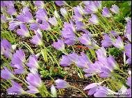 Petr Stanek - Flowerage