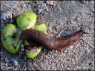 Petr Stanek - Slug