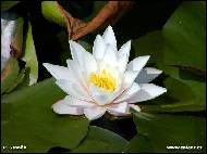 Petr Stanek - Water-lily