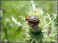 Petr Stanek - Colorado beetle