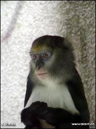 Petr Stanek - Monkey