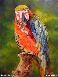 Karolína Borecká - Harry, Harlequin Macaw