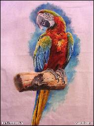 Karolína Borecká - Harlequin Macaw