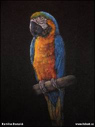 Karolína Borecká - Blue and Gold macaw for Tracy