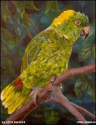 Karolína Borecká - Amazoňan žlutohlavý