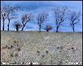 DIVOK� LOUKA U SILNICE