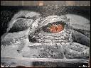 KROKOD�L