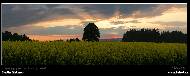 Martin Glatzner - Z�pad nad �epkov�m polem