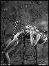 Jazz