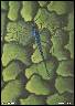 MICROSCOPIC INSPIRATION