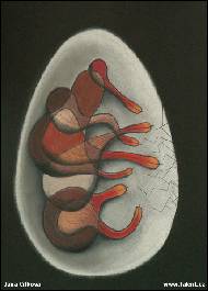 Jana Cifkova - Xenophylla spinosa
