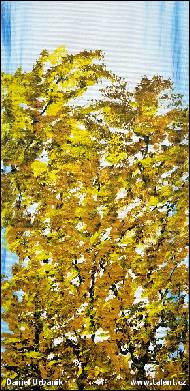 Daniel Urbaník - Autumn trees