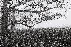strom III
