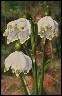 BLEDULE - VELK�