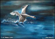 Pavla Zahurancova - Swan lake