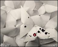 Doris Oplová - Paper butterfly II