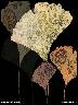 GINGKO