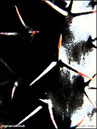 Dagmar Luke�ov� - OPUNCIE