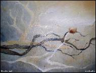 ��rka Fremrov� - Stromy