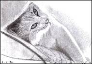 Ji�ina Dvo��kov� - dream cat