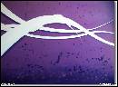 VIOLET ABSTRACT