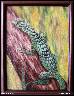 Varan