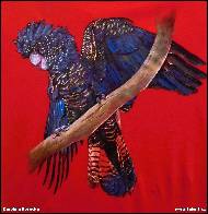 Karolína Borecká - Kakadu havraní - malba na tričko