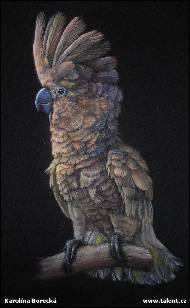 Karolína Borecká - Cockatoo for Tamara