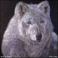 Karolína Borecká - Arktický vlk