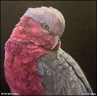 Kakadu růžový 