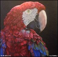 Karolína Borecká - Greed winged macaw on black background