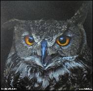 Karolína Borecká - Owl