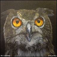 Karolína Borecká - Cute owl 2