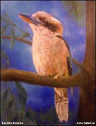 Karolína Borecká - Kookaburra