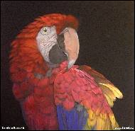 Karolína Borecká - Scarlet Macaw