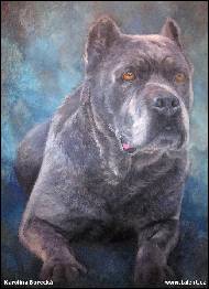 Karolína Borecká - Cane corso - zakázka