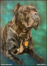 Karolína Borecká - Cane corso 2 - zakázka