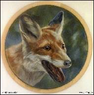 Karolína Borecká - Little Red Fox