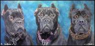 Karolína Borecká - Jessica Biddle - zakázka - cane corso 