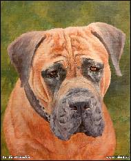 Karolína Borecká - Boerboel - búrský buldog