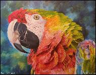 Karolína Borecká - Macaw, painting, acrylic paints on canvas