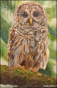 Karolína Borecká - Owl 