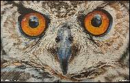 Karolína Borecká - Cute owl