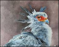 Karolína Borecká - Secretary bird