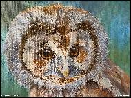 Karolína Borecká - Little owl 05/2023