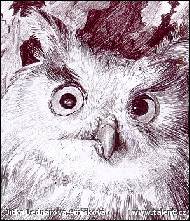 Jitka Bednářová-Smíšková - Sova ušatá
